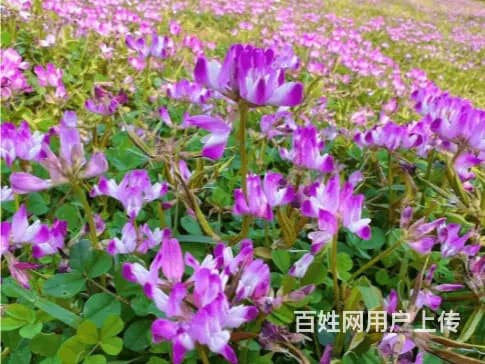 白银目前红花草批发 - 图片 2